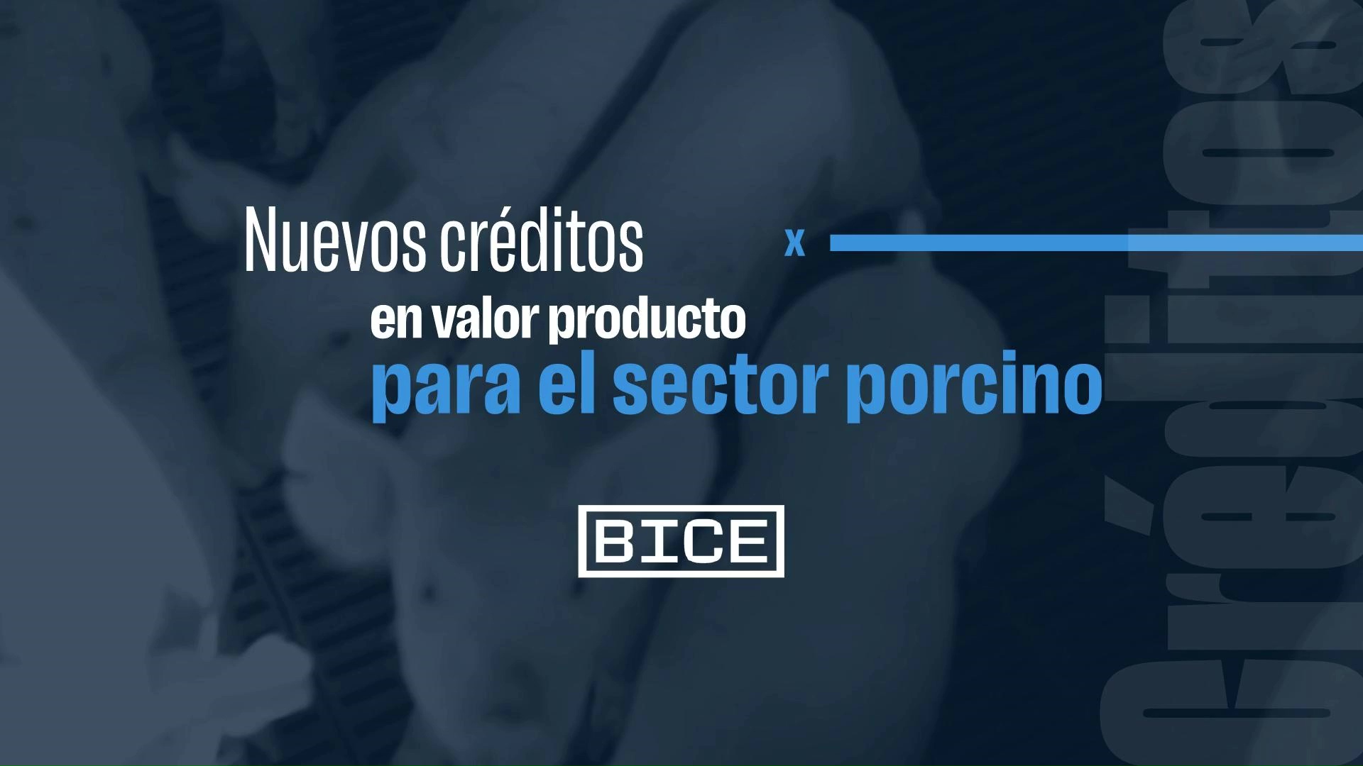 Créditos en valor producto para el sector porcino